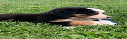 Bernese Mountain Dog dogs for sale: Comanche  - Ad 3