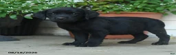 Labrador Retriever dogs for sale: Palmer - Ad 4
