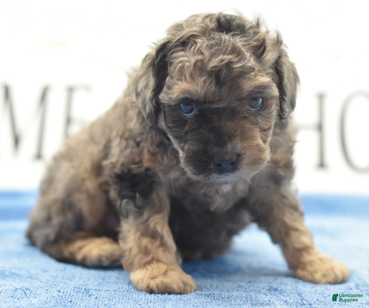 Toy Poodle dogs for sale: Bentley  - Ad 1