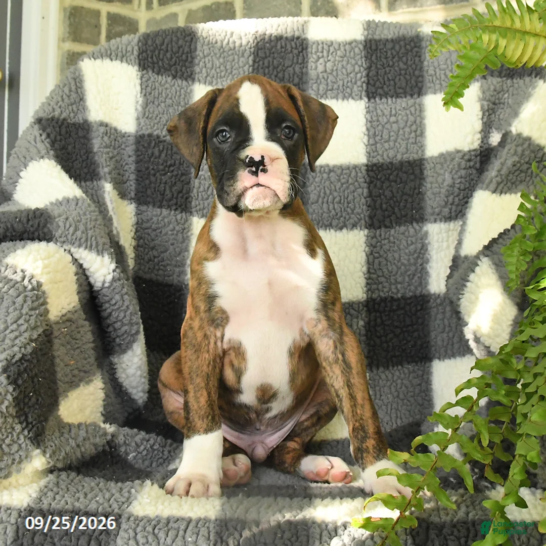 Boxer dogs for sale: Pixel - Ad 3