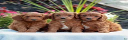 Mini Goldendoodle dogs for sale: Van  - Ad 4