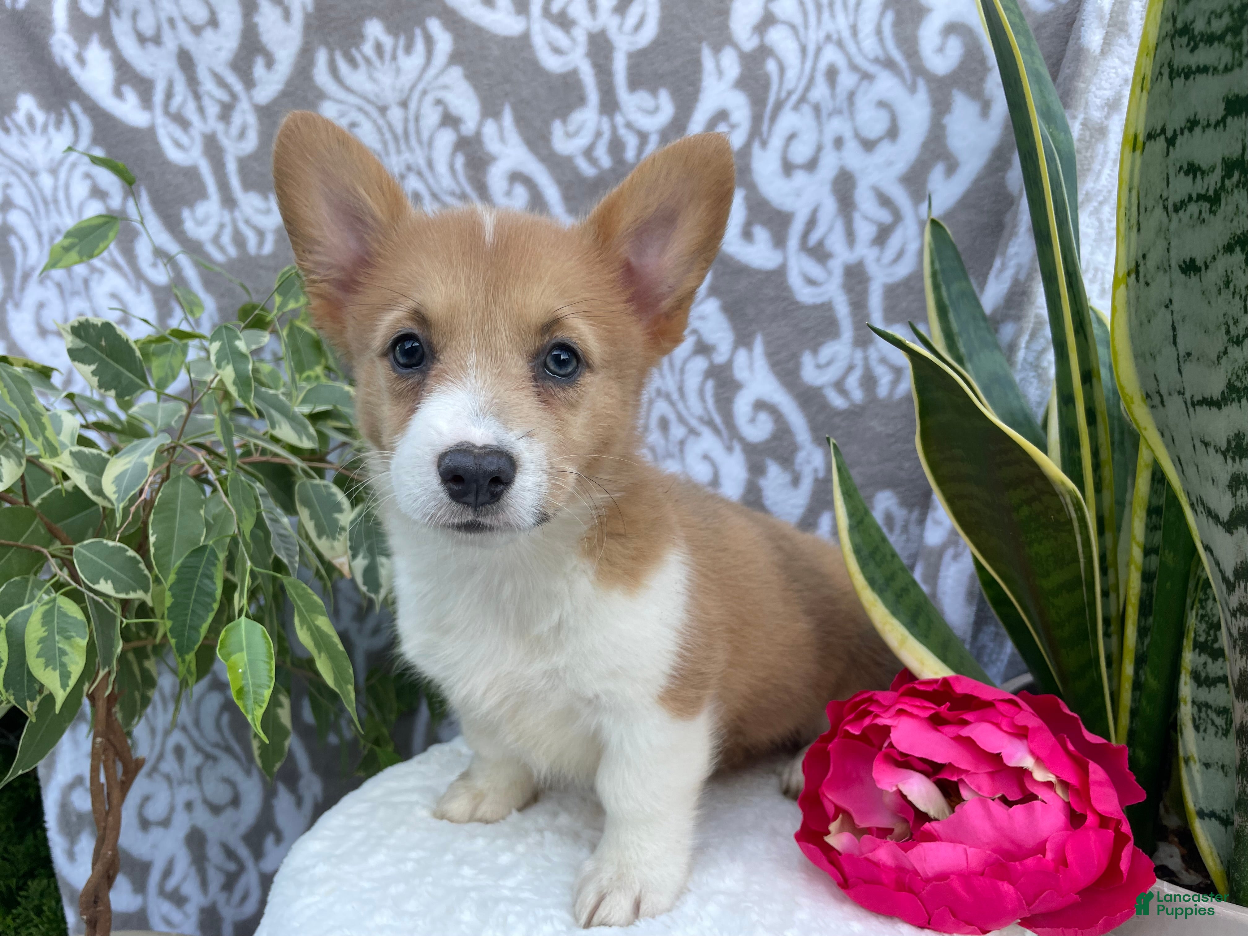 Welsh Corgi Pembroke dogs Sasha - Ad 1