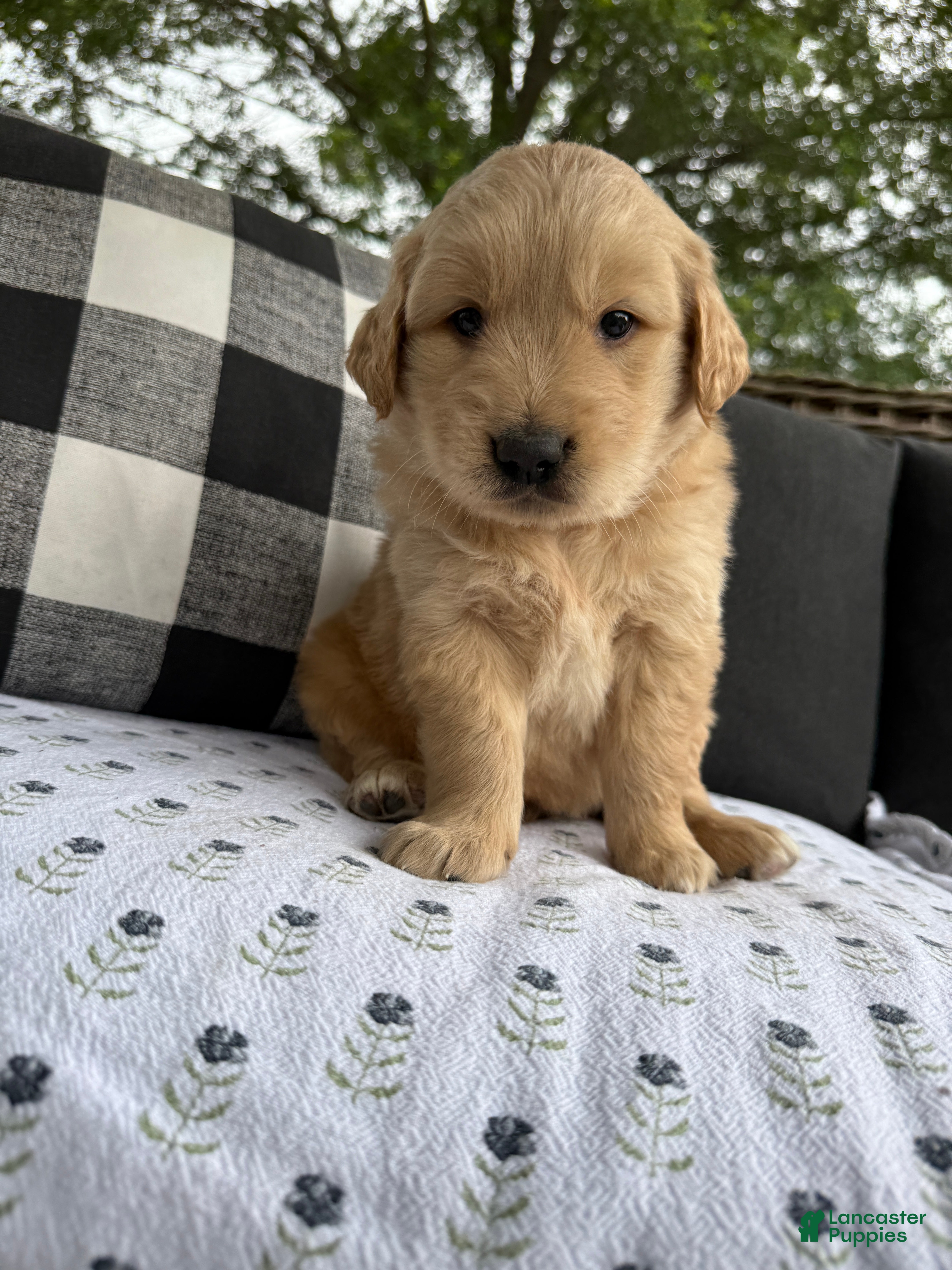 Golden Retriever dogs Fletcher - Ad 2