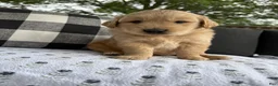 Golden Retriever dogs for sale: Fletcher - Ad 2