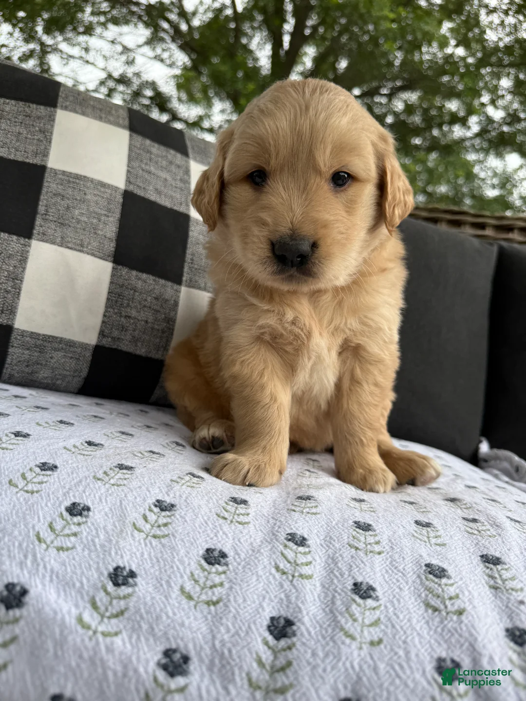 Golden Retriever dogs for sale: Fletcher - Ad 2