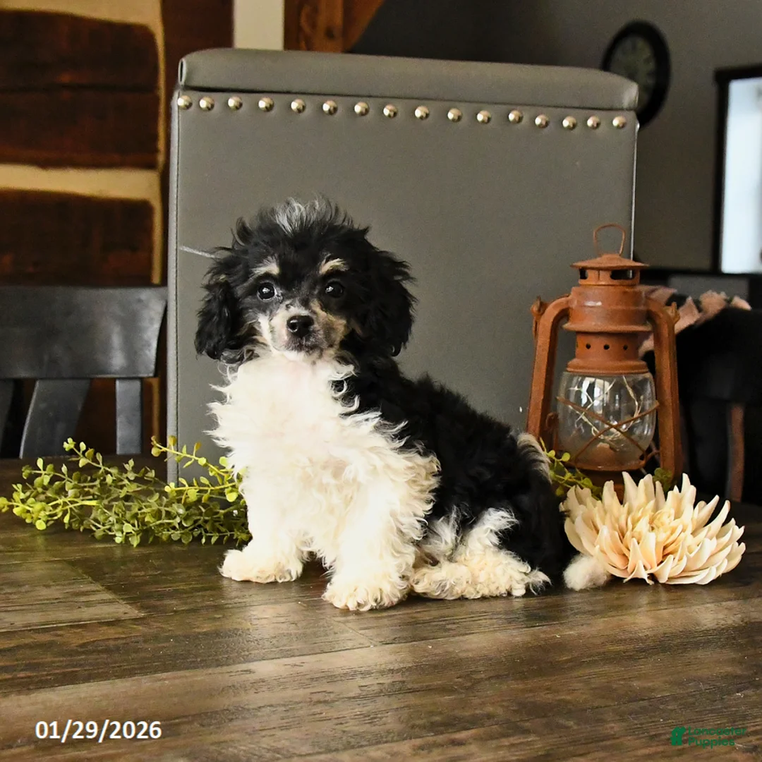 Shihpoo dogs for sale: Gus - Ad 2