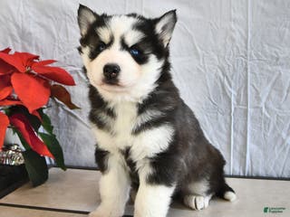 Siberian Husky dogs Fluffy - Ad 24