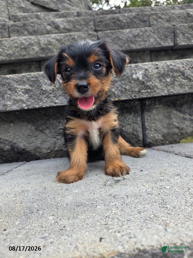 Yorkshire Terrier dogs Snuffy - Ad 2