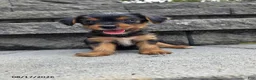 Yorkshire Terrier dogs for sale: Snuffy - Ad 2