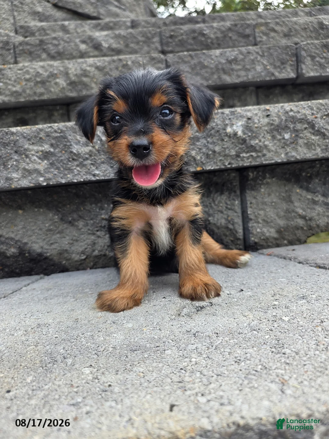 Yorkshire Terrier dogs for sale: Snuffy - Ad 2