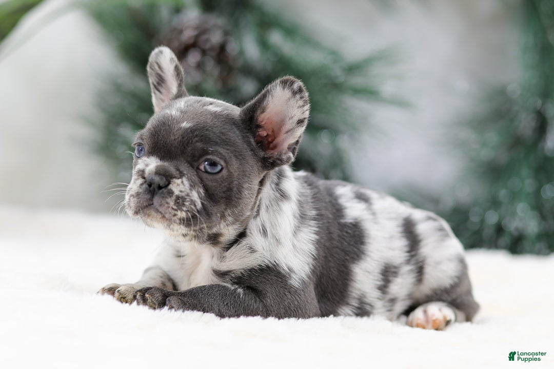 French Bulldog dogs for sale: Twinkle - Ad 5