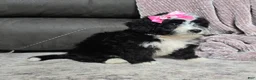 Mini Bernedoodle dogs for sale: Mini Wendy - Ad 4