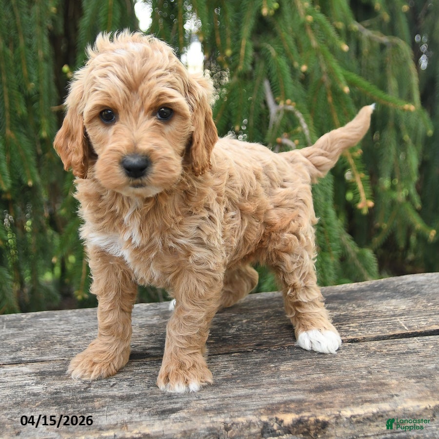 Goldendoodle dogs Monty - Ad 2