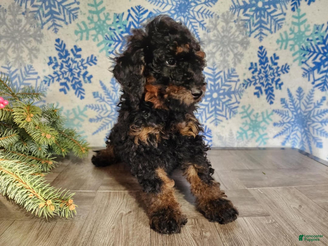 Mini Bernedoodle dogs for sale: Klaus - Ad 18