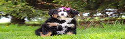 Bernese Mountain Dog dogs for sale: Amelia - Ad 4