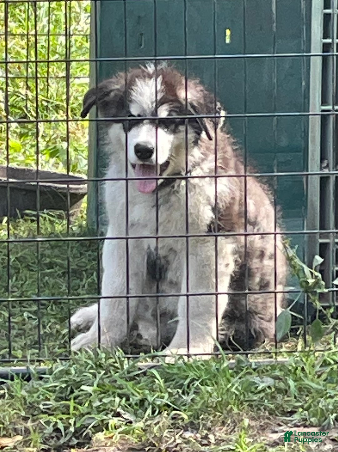 Alaskan Malamute dogs for sale: Female 1 - Ad 1