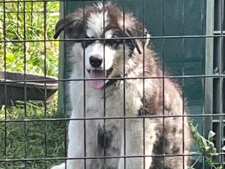 Alaskan Malamute dogs Female 1 - Ad 35
