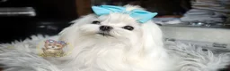 Morkie dogs for sale: Rare Blue Eyed Sina - Ad 9