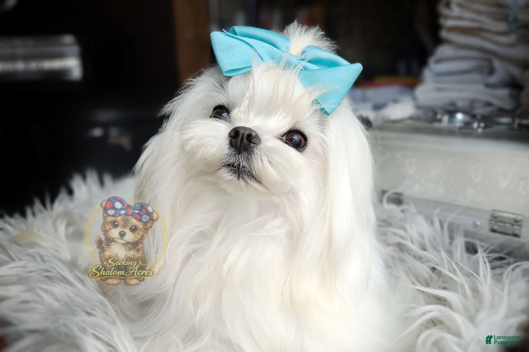 Morkie dogs for sale: Korean Te Kā - Ad 8