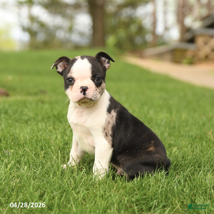 Boston Terrier dogs Romeo - Ad 1