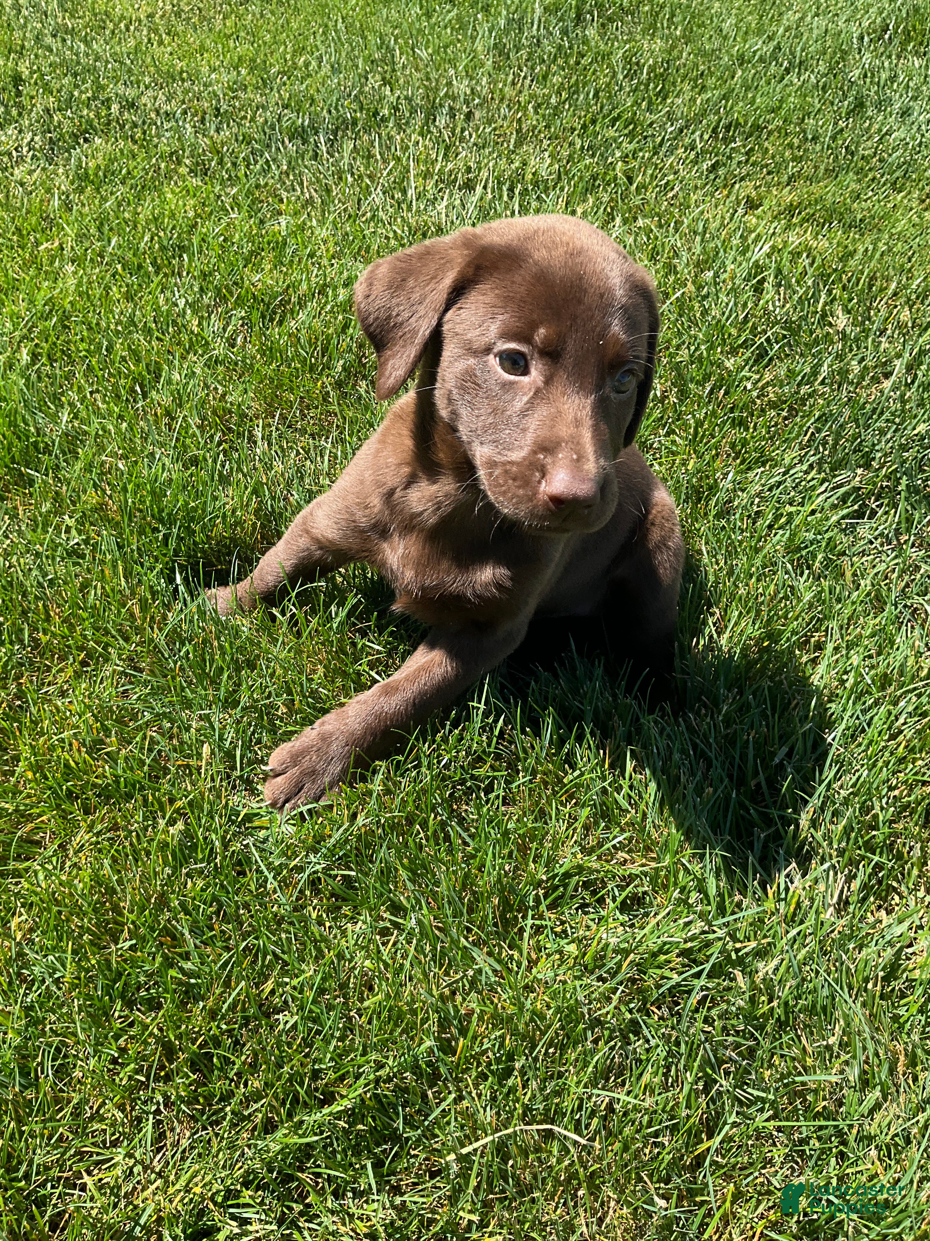 Labrador Retriever dogs Chloe - Ad 2