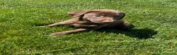 Labrador Retriever dogs for sale: Chloe - Ad 2