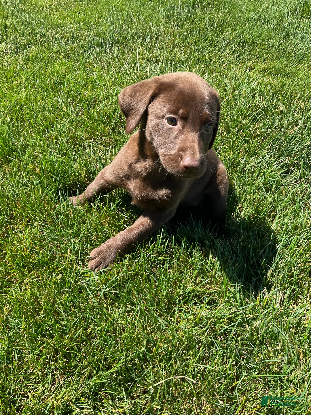 Labrador Retriever dogs for sale: Chloe - Ad 2