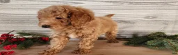 Mini Goldendoodle dogs for sale: Nash - Ad 8