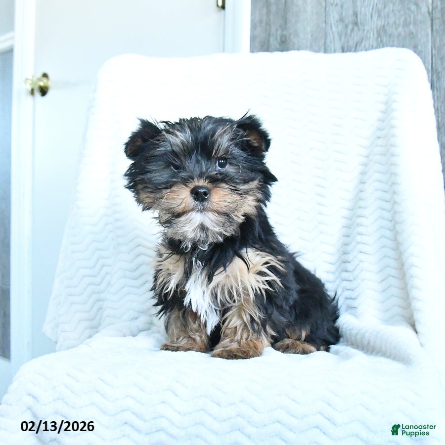 Yorkshire Terrier dogs Jack  - Ad 1