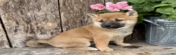 Shiba Inu dogs for sale: Tulip - Ad 5