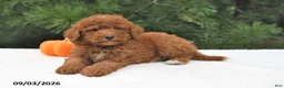 Mini Goldendoodle dogs for sale: Winston - Ad 4