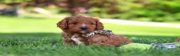Cavapoo dogs for sale: Ashton - Ad 3