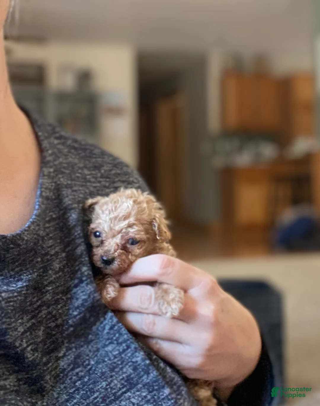 Toy Poodle dogs for sale: ♥️TINY TEACUP TAZZ♥️ - Ad 3