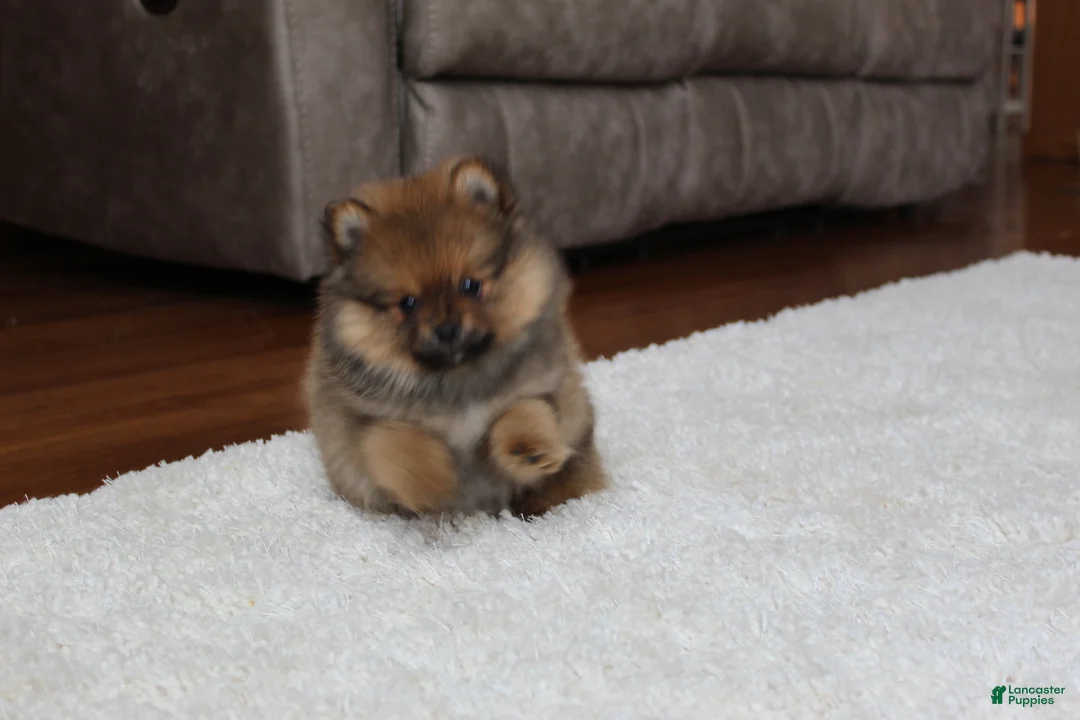 Pomeranian dogs for sale: Lyle - Ad 11