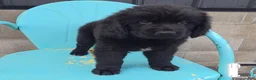 Newfoundland dogs for sale: Ruby - Ad 6