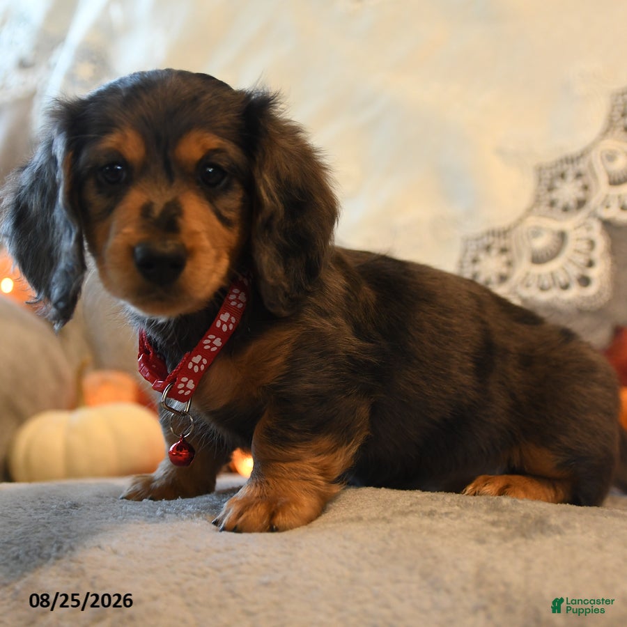 Dachshund dogs Prince   - Ad 2
