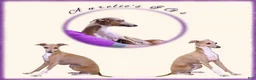 Italian Greyhound dogs for sale: Santiago - Ad 9