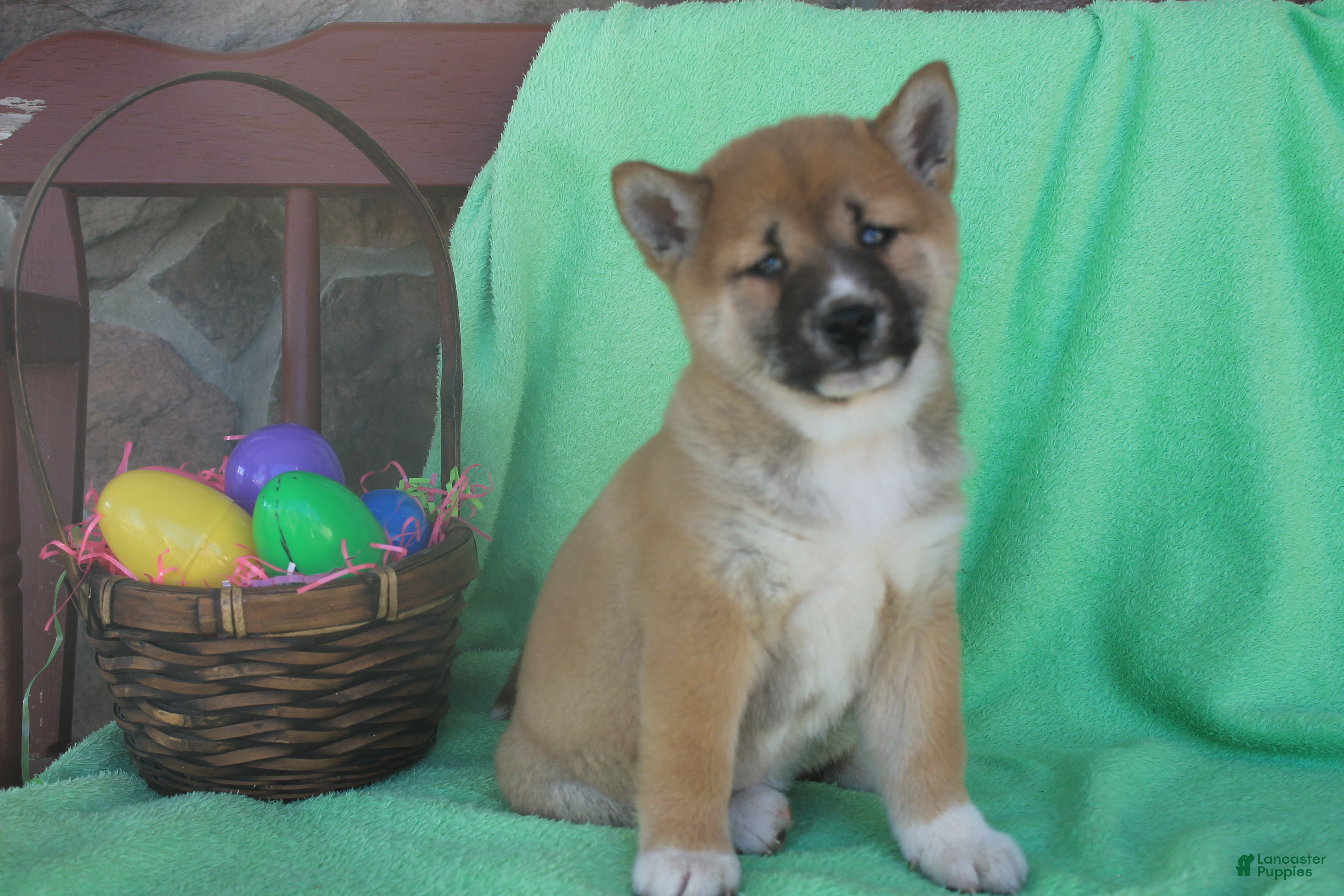 Shiba Inu dogs Moana - Ad 2