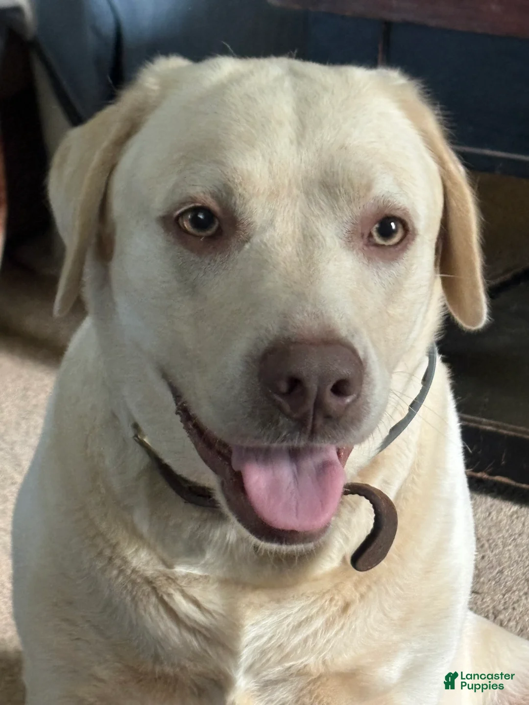 Labrador Retriever dogs for sale: Prince - Ad 2