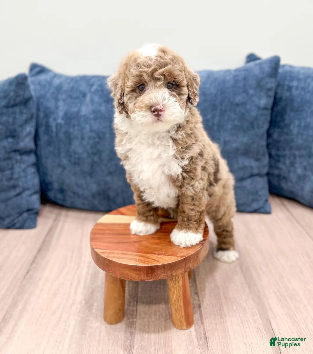 Mini Goldendoodle dogs for sale: Kai - Ad 2