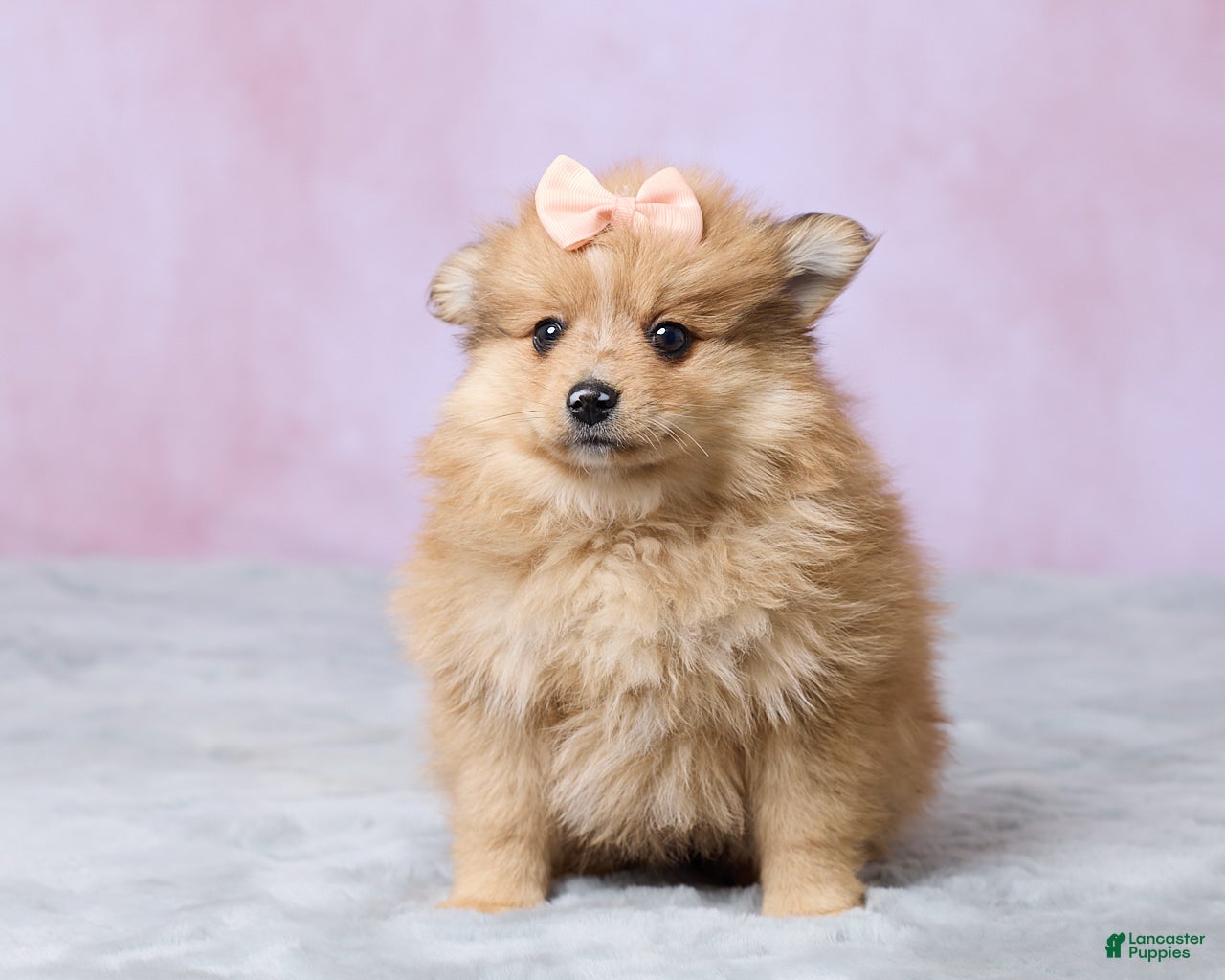 Pomeranian dogs for sale: Lilly - Ad 4