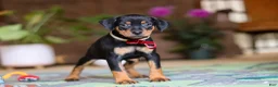 Miniature Pinscher dogs for sale: Sammy - Ad 6