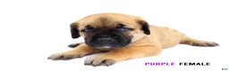 Cane Corso dogs for sale: Blue Male - Ad 9