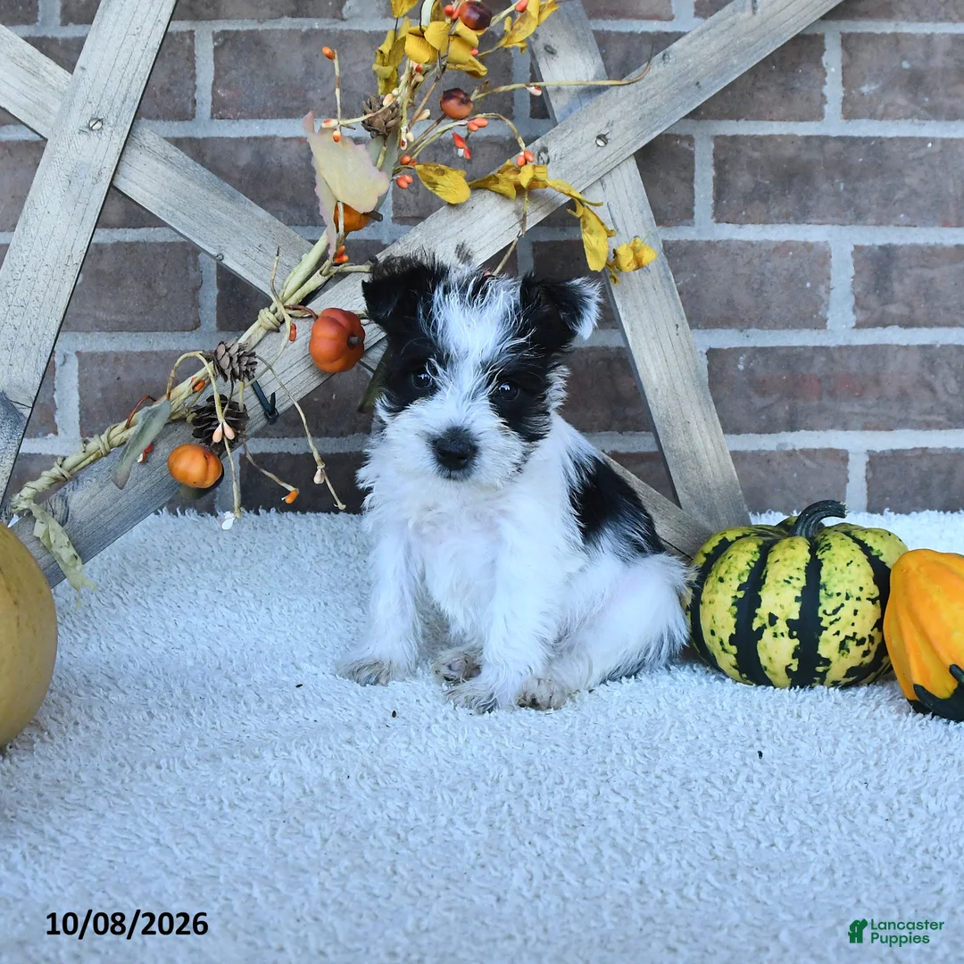 Miniature Schnauzer dogs for sale: Alea - Ad 1