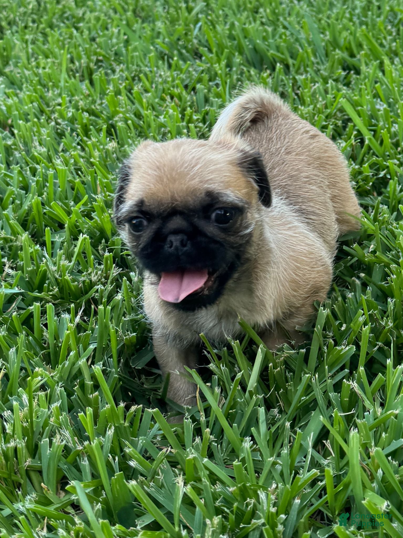 Mixed Breed dogs Tan Boy - Ad 1