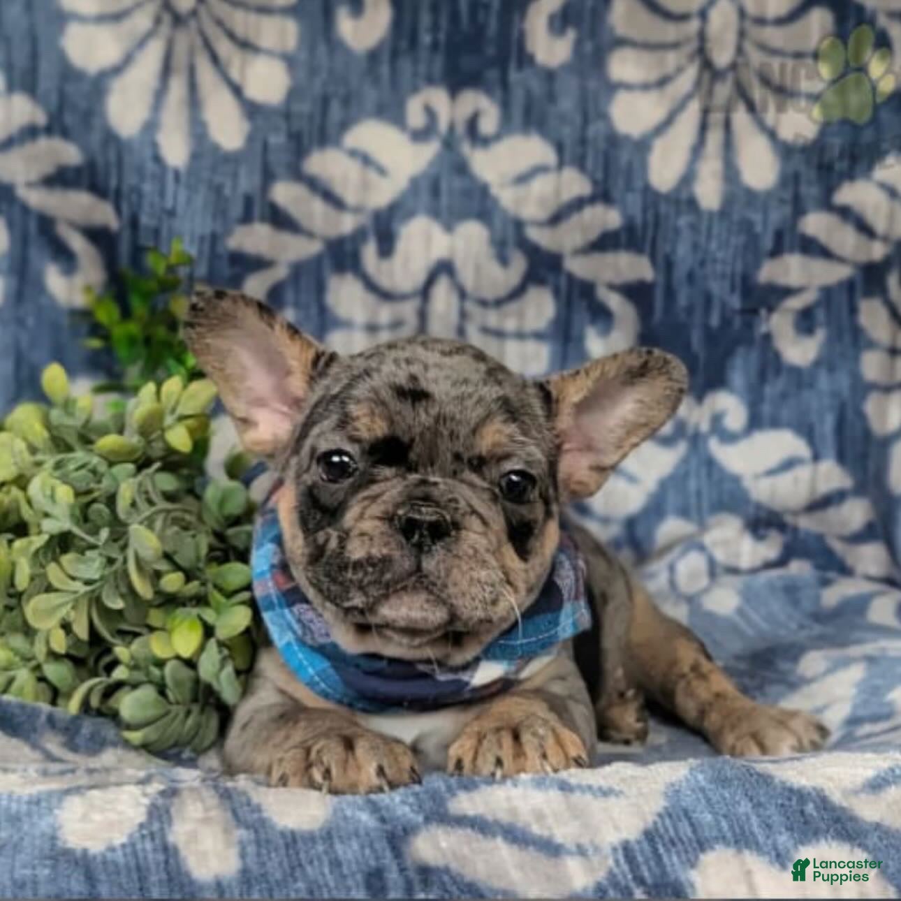 French Bulldog dogs French Bulldog Puppy 1 - Ad 1