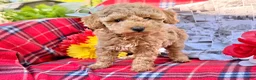 Miniature Poodle dogs for sale: Mischief  - Ad 1
