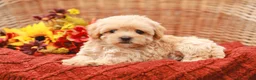 Maltipoo dogs for sale: Jolene - Ad 5