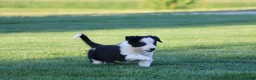 Border Collie dogs for sale: Koda - Ad 5