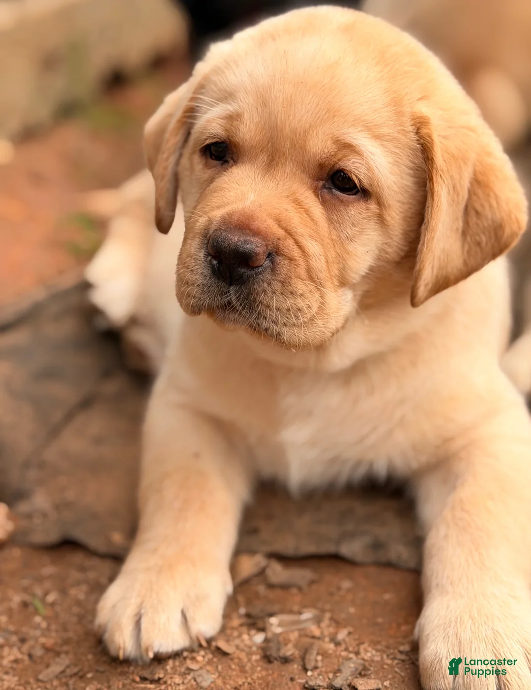 Labrador Retriever dogs for sale: Red Collar Puppy - Ad 2